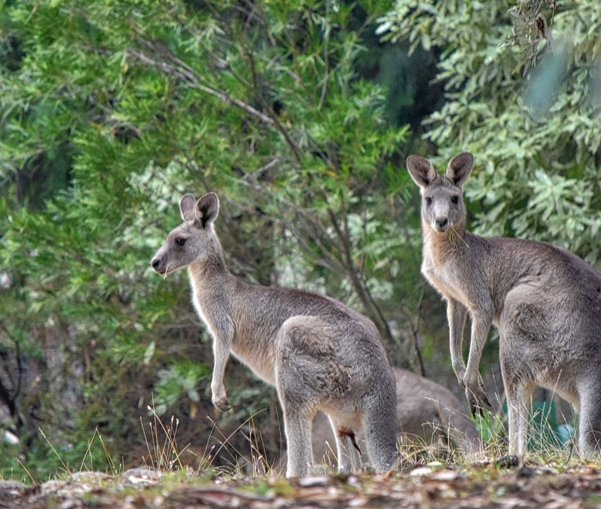 Kangaroo and Raymond island in Australia