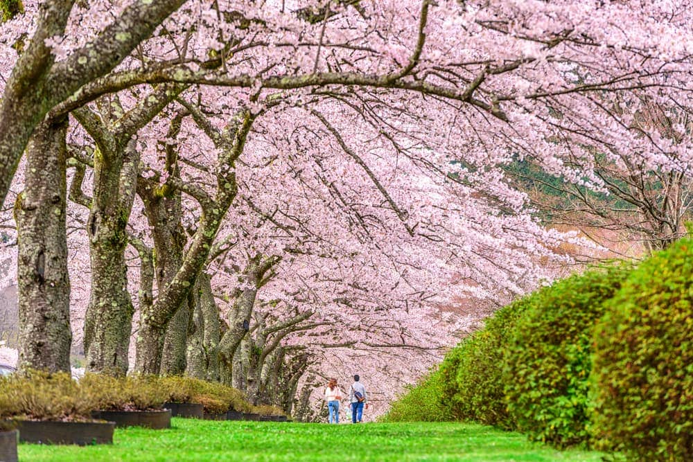 Shizuoka, Spring in Japan