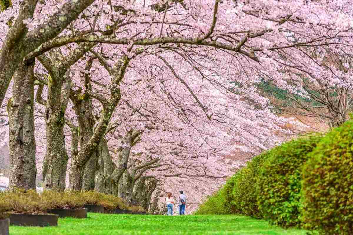 Shizuoka Spring in Japan